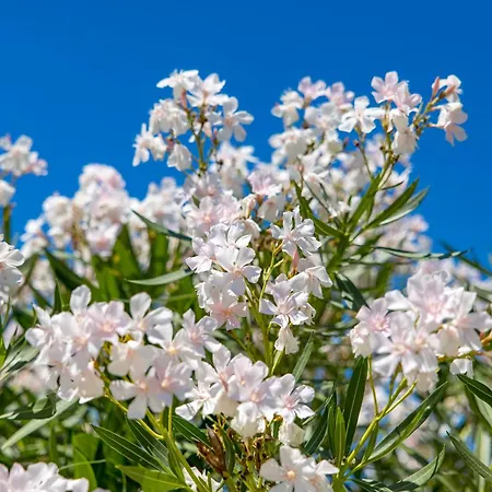 Alex Holiday home Crikvenica