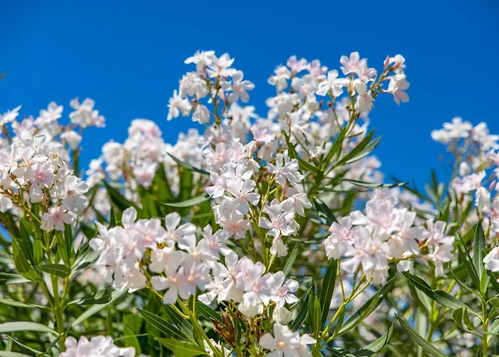 Alex Holiday home Crikvenica